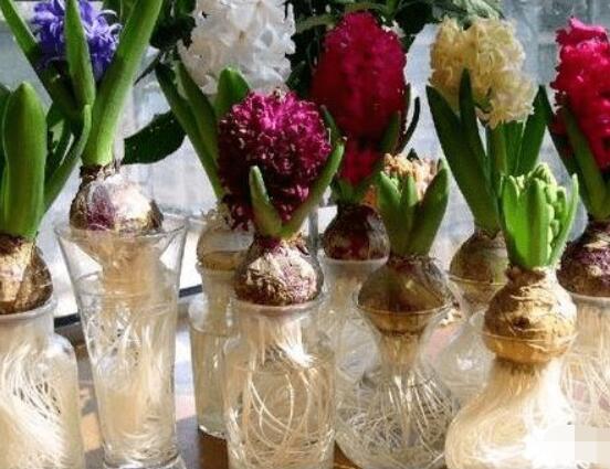 冬天能水培風信子么，可以/保持溫暖環(huán)境、注意水溫"