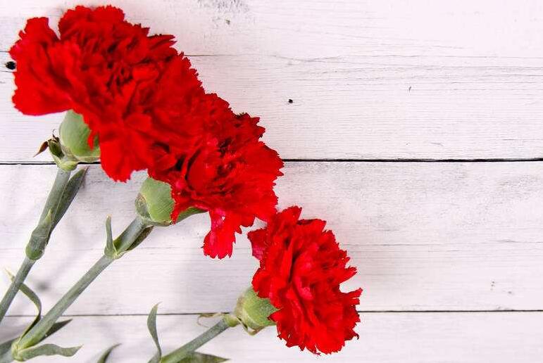 康乃馨用什么肥料，康乃馨肥料推薦(康乃馨營養(yǎng)液)"