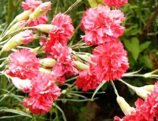 康乃馨各色花語(yǔ)及象征意義，表達(dá)對(duì)母親深深的愛(ài)"