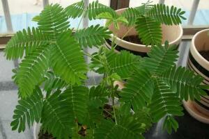 含羞草怎么繁殖，含羞草的繁殖方法"