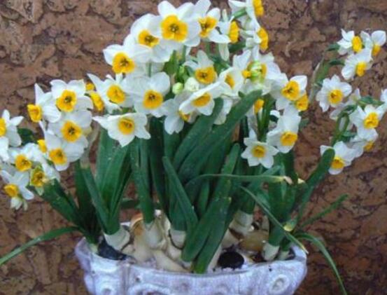 水仙花如何沙養(yǎng)，做好這五個基本要點便枝繁葉茂、花開爆盆"