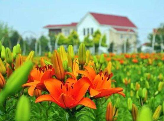 哪種百合花最香，白、黃、粉、狐尾百合香飄四溢"