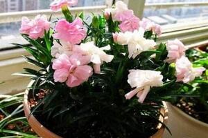 盆栽康乃馨怎么澆水，康乃馨多久澆一次水"