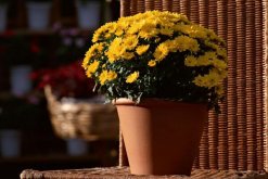 菊花葉子蔫了怎么辦，適當(dāng)遮陰并控制肥水"