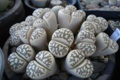 生石花爛根怎么辦，切除爛根重新種植"