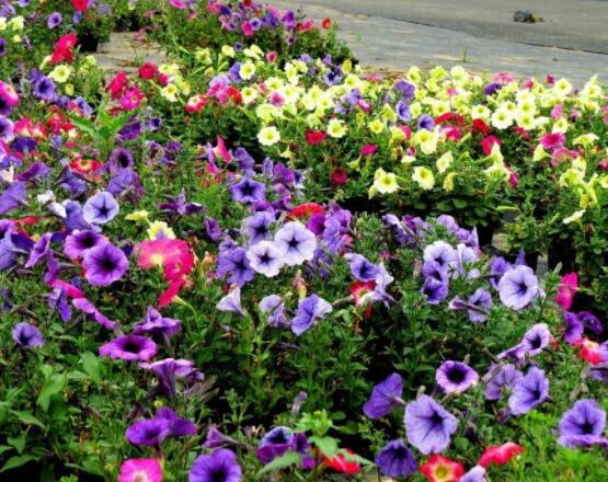 盆栽牽牛花怎么打理，做好六個(gè)養(yǎng)護(hù)要點(diǎn)高枕無(wú)憂(花開(kāi)茂盛)"