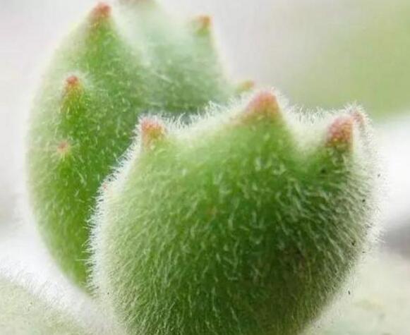 熊童子多久澆一次水，要根據(jù)季節(jié)的變化來澆水"