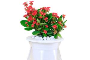 海棠花可以水培嗎，四季海棠的水插方法"