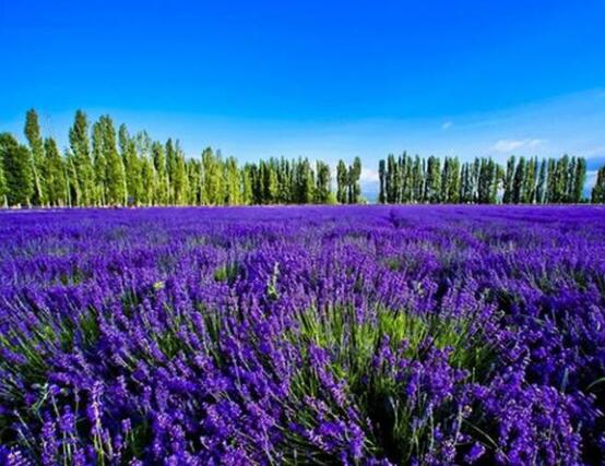 薰衣草有什么功效，舒緩修護(hù)、改善心肌、安撫神經(jīng)"
