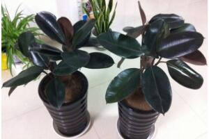 橡皮樹有幾個品種，橡皮樹品種圖片大全"