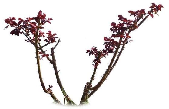 牡丹花怎么修剪，牡丹花修剪方法"