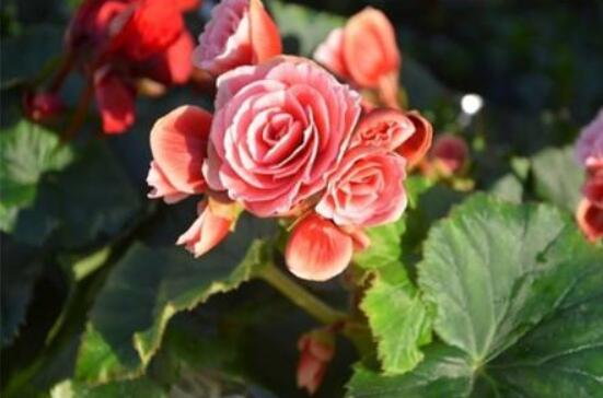 麗格海棠花的養(yǎng)殖方法，老總總結(jié)出最實用六大基本步驟"