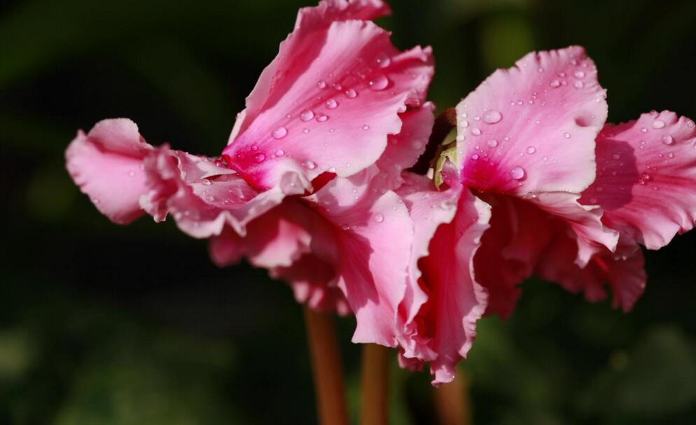 仙客來夏季的管理方法，適宜的環(huán)境很重要"