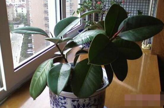 橡皮樹的好處，六大好處深受喜愛"
