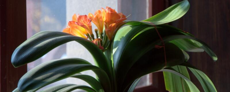 君子蘭多大能開(kāi)花"