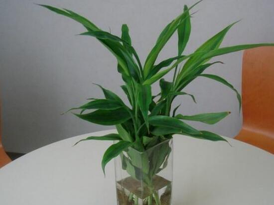 富貴竹放多少水，水位全部覆蓋根系便可"