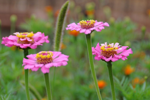扶郎花花語是什么，快樂/活力/父愛偉大等等"
