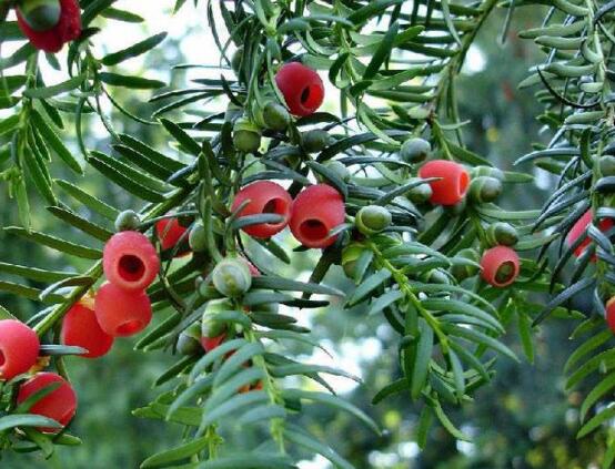 紅豆杉的養(yǎng)殖方法和注意事項，七大基本方法養(yǎng)殖郁郁蔥蔥"