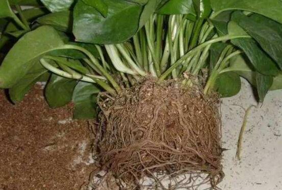 綠蘿怎么養(yǎng)，綠蘿養(yǎng)殖方法與注意事項(xiàng)"