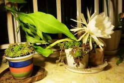 家庭養(yǎng)曇花的禁忌，擺放禁忌與風水禁忌"