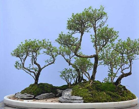 六月雪怎么繁殖，六月雪三大繁殖方法"