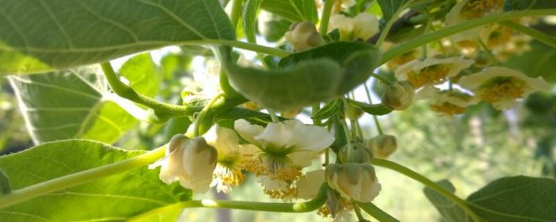 獼猴桃樹(shù)幾月開(kāi)花