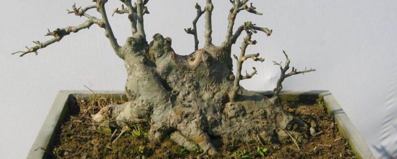 榆樹樁栽后可以澆水嗎"