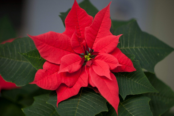 一品紅的養(yǎng)殖方法和注意事項，用混合營養(yǎng)土栽植"