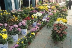 菊花怎么催花，保證養(yǎng)分充足并加強(qiáng)光照"