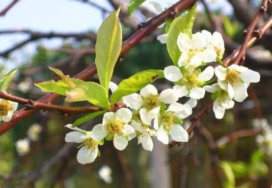 茉莉花怎么養(yǎng)，茉莉花養(yǎng)殖方法"