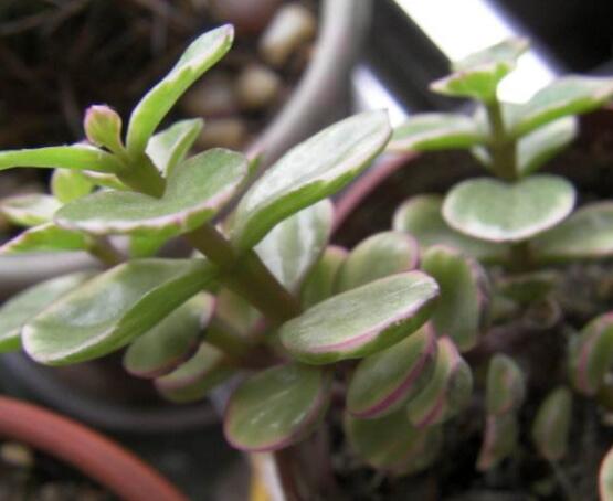 雅樂之舞的養(yǎng)殖方法和注意事項(xiàng)，老農(nóng)總結(jié)最實(shí)用八大養(yǎng)殖方法"