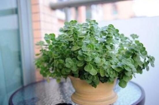 碰碰香能吃嗎，可食/泡茶泡酒香味濃郁、美味可口"