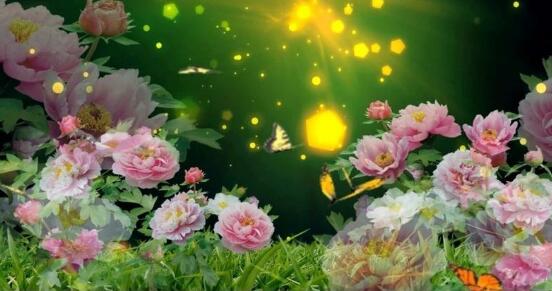 牡丹花的特點是什么，細數(shù)牡丹花六大特點"