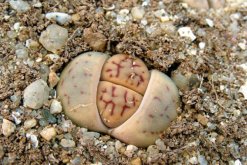 生石花干癟萎縮怎么辦，及時的找到原因并處理"