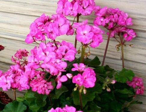 天竺葵怎樣施肥，最好選擇喜肥進(jìn)行施加"