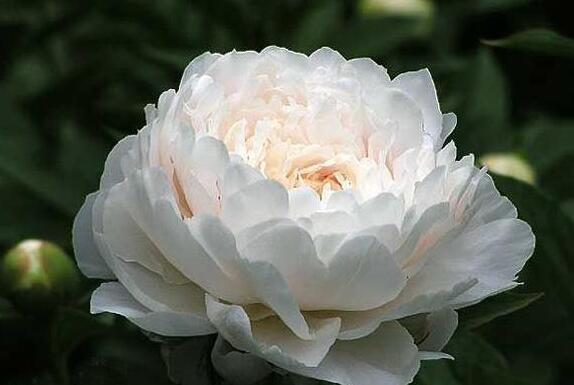 芍藥花的種植方法，這樣種植長出來的又好看又茂盛"