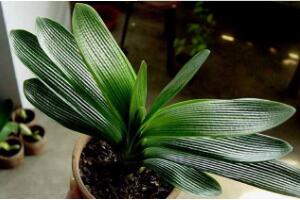 君子蘭怎么施肥，君子蘭什么時(shí)候施肥好"