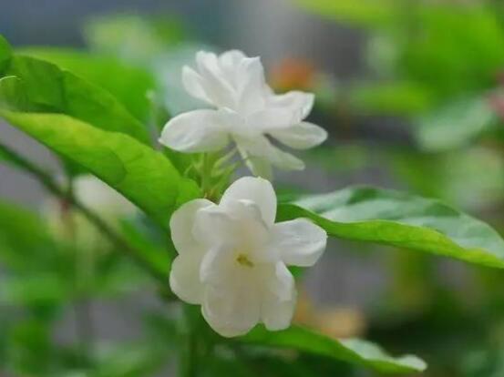 茉莉花的養(yǎng)殖方法，老總總結(jié)七大基本養(yǎng)殖方法"
