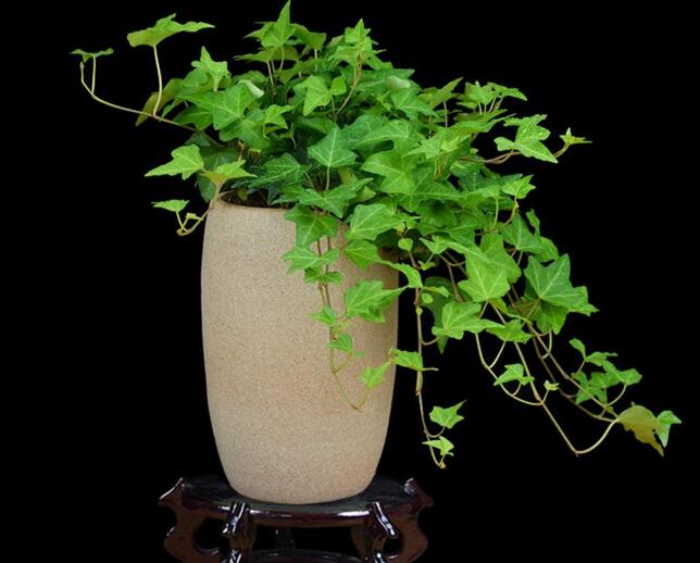 常春藤的作用，綠化環(huán)境凈化空氣"