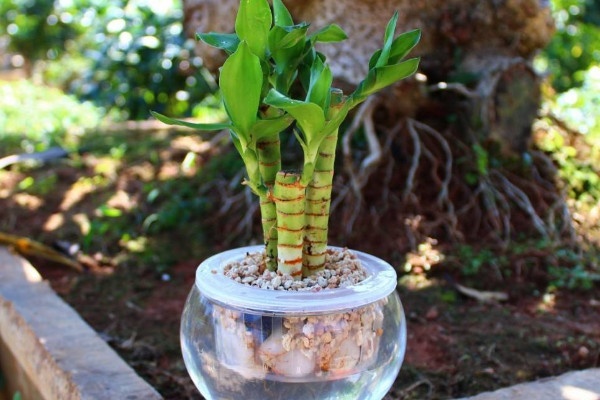 水培富貴竹怎么養(yǎng)才能旺盛，選用干凈清潔的水質(zhì)栽培"