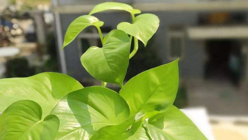 凈化空氣的植物有哪些"