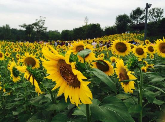 向日葵象征著什么意思，講述四種象征意義/寓意美好"
