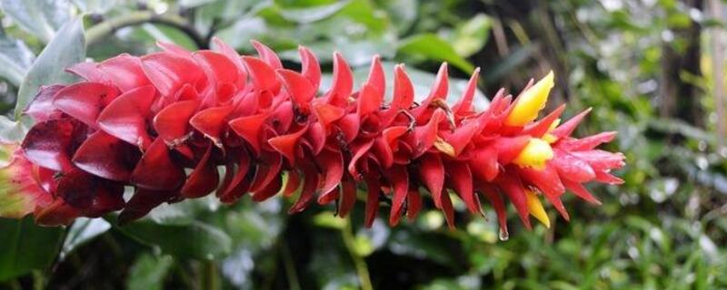 一頂紅怎么養(yǎng)"