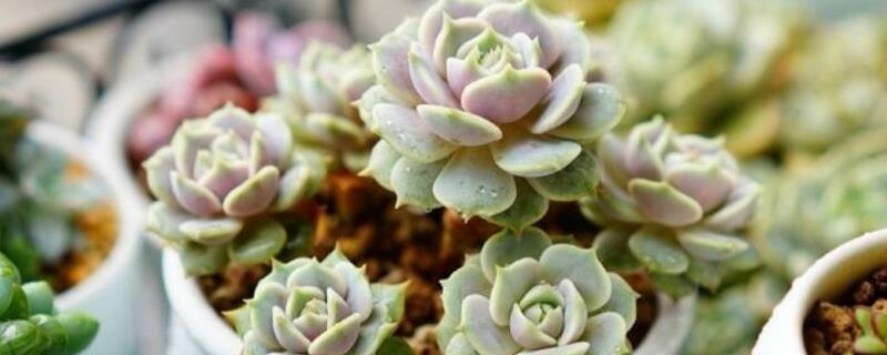 移栽多肉后澆不澆水"