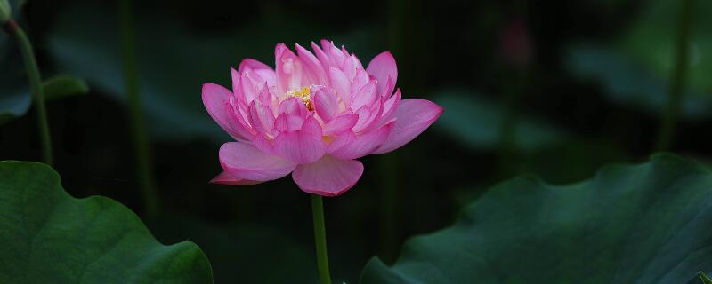 夏天開什么花的名字"