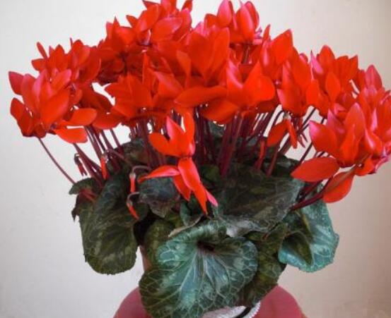 仙客來的花期是什么時候，每年冬季含苞盛放(12月至5月)"