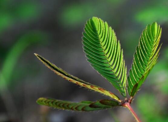 羞草怎么種，浸種晾干、覆土4厘米深(15天生根發(fā)芽)"