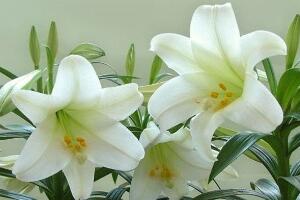 百合花怎么繁殖，百合花的繁殖方法"