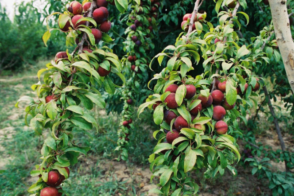 李子樹怎么剪枝，除了冬春兩季還可在夏季修剪"