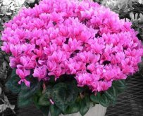 仙客來(lái)的花有什么特點(diǎn)，仙客來(lái)圖片大全鑒賞"